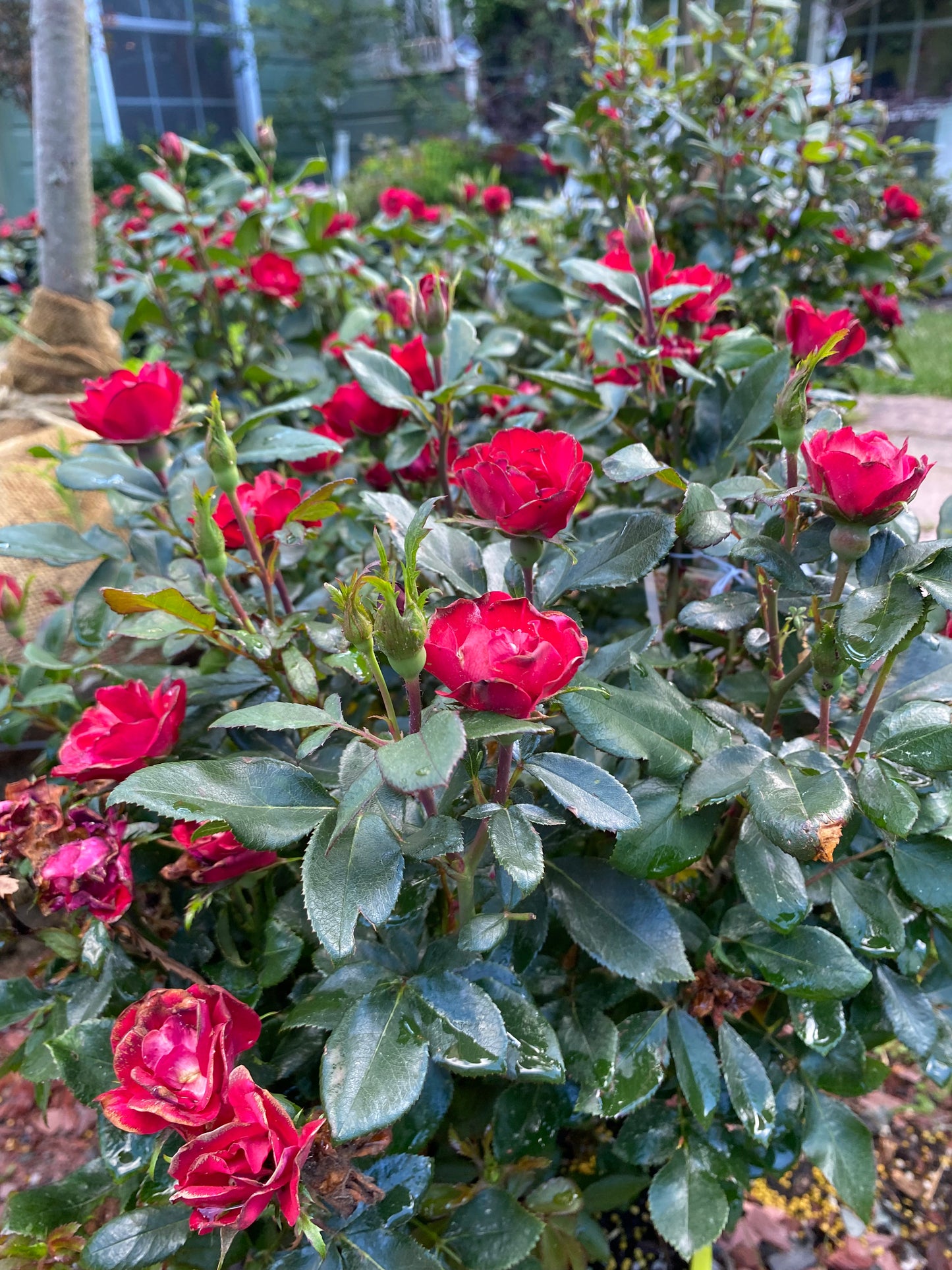 Petite Knock Out Rose | Rosa 'Petite Knock Out'