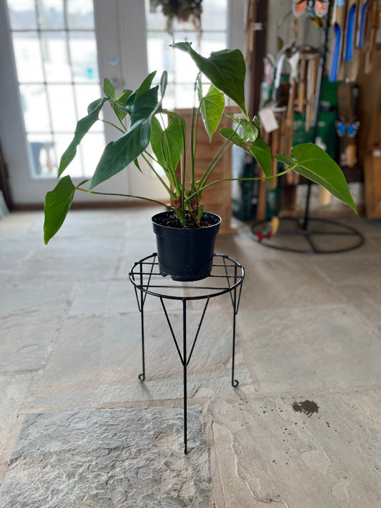 Austram 15” Plant Stand - Black