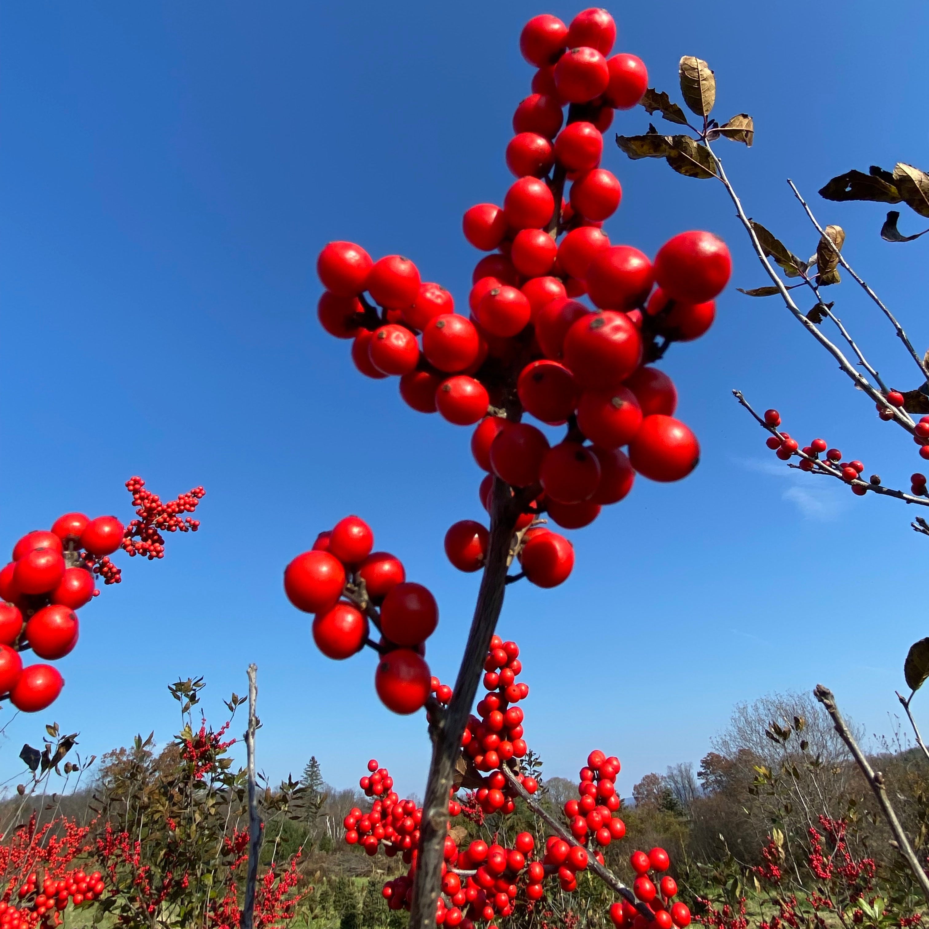Red Sprite Winterberry | Ilex verticillata – Mandy Spring Farm