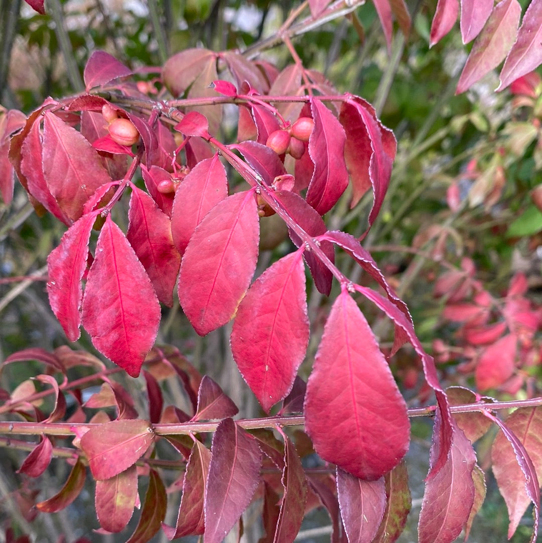 Dwarf Burning Bush | Euonymus alatus