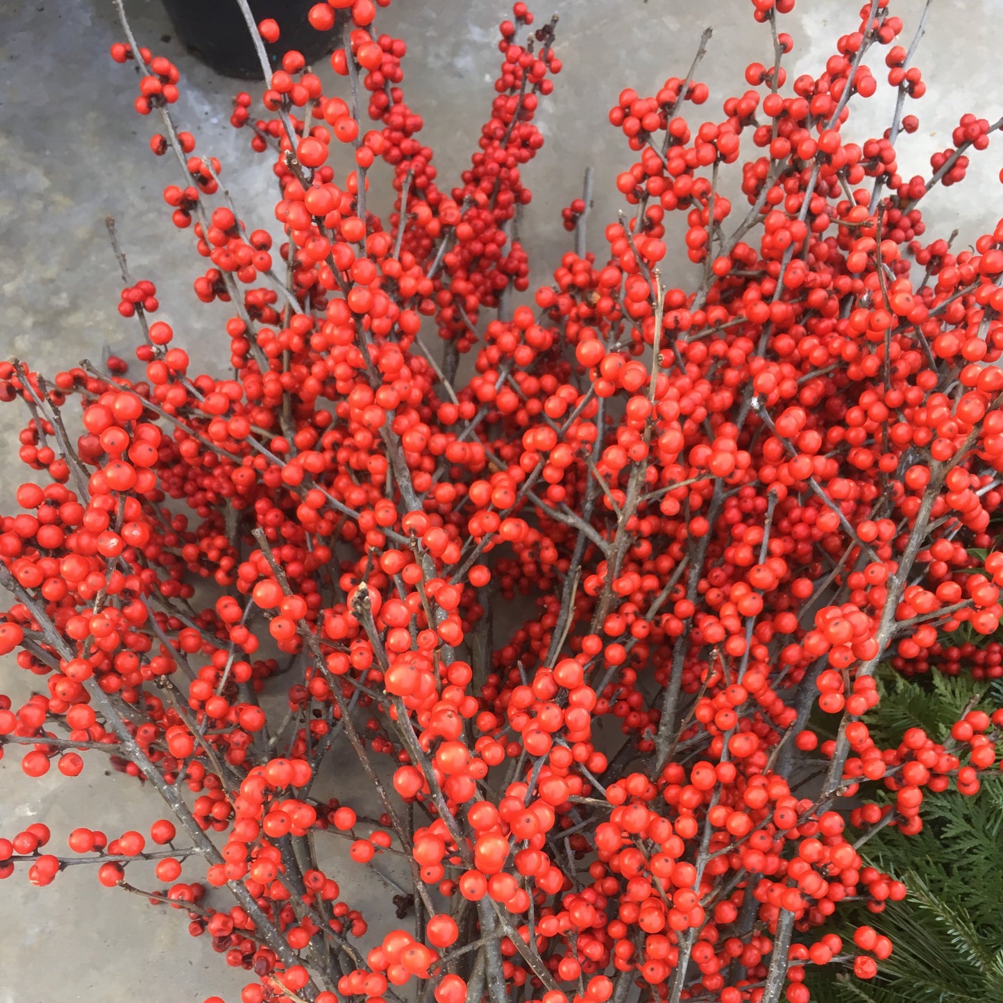 Winter Red Winterberry | Ilex verticillata