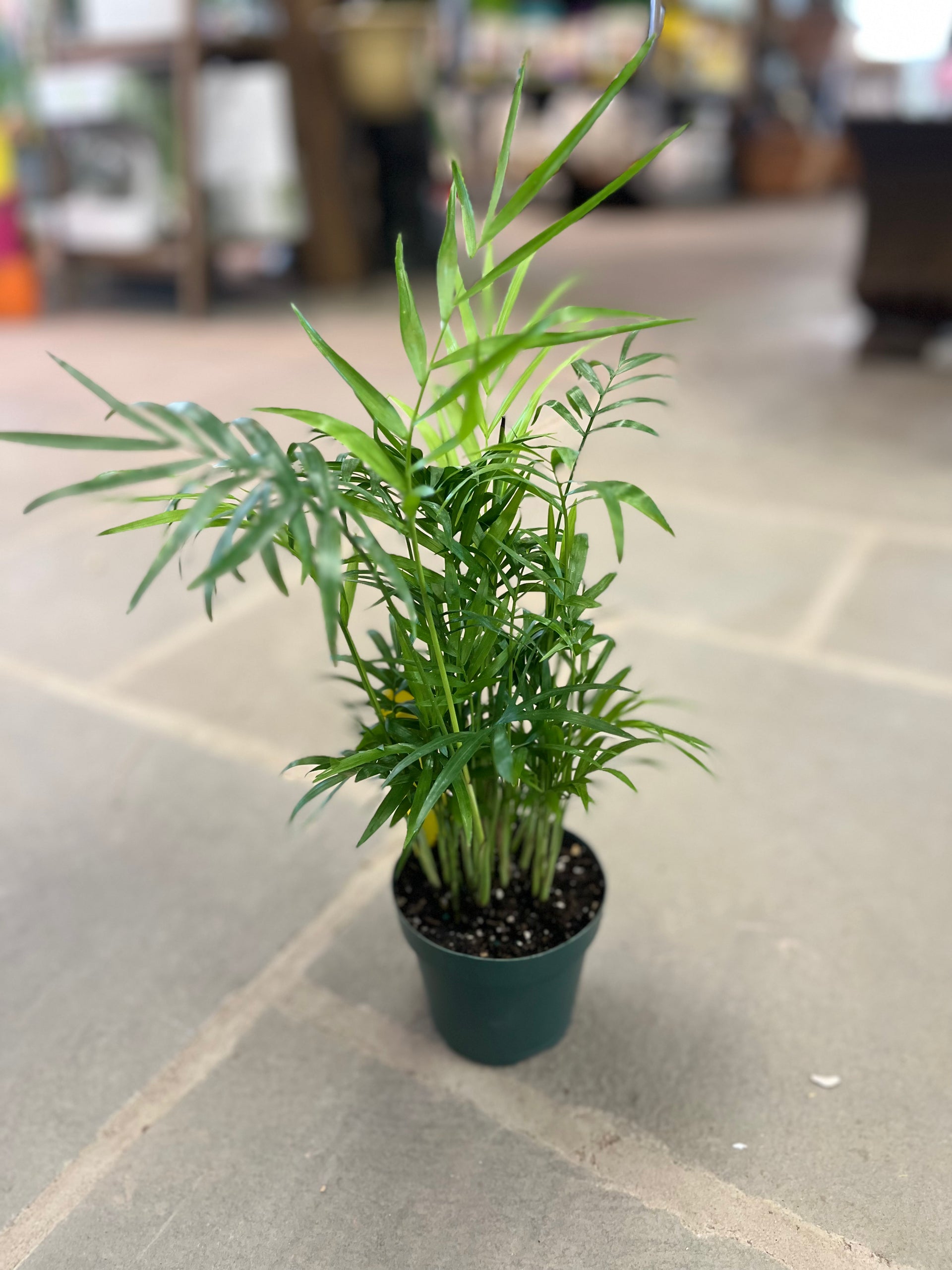 parlor palm walmart Parlor Palm