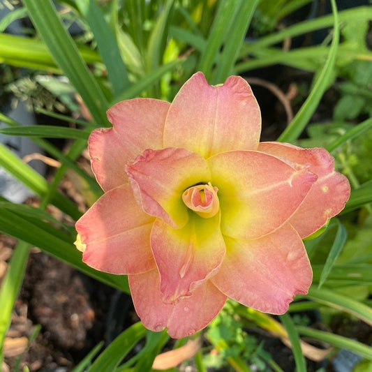 Lacy Doily Daylily | Hemerocallis