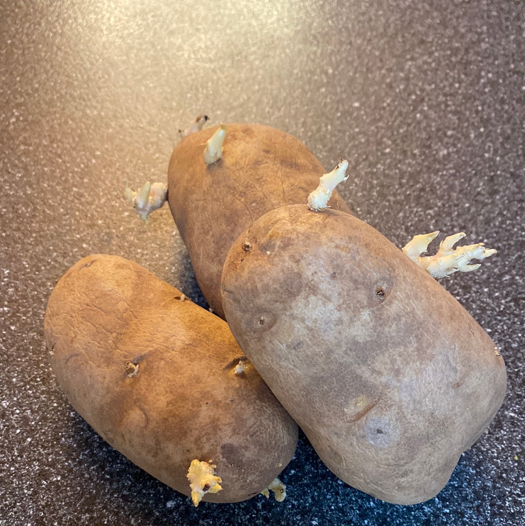Seed Potato - Russet Burbank - 6 Bulbs