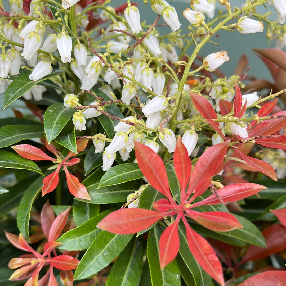 Mountain Fire Pieris Pieris Japonica Mountain Fire Mandy Spring mountain-fire-pieris-pieris-japonica-mountain-fire-mandy-spring