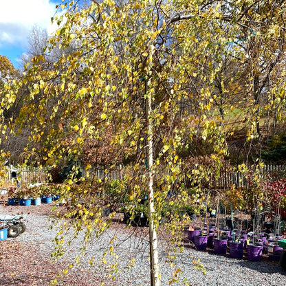 Young's Weeping Birch | Betula pendula 'Youngii'