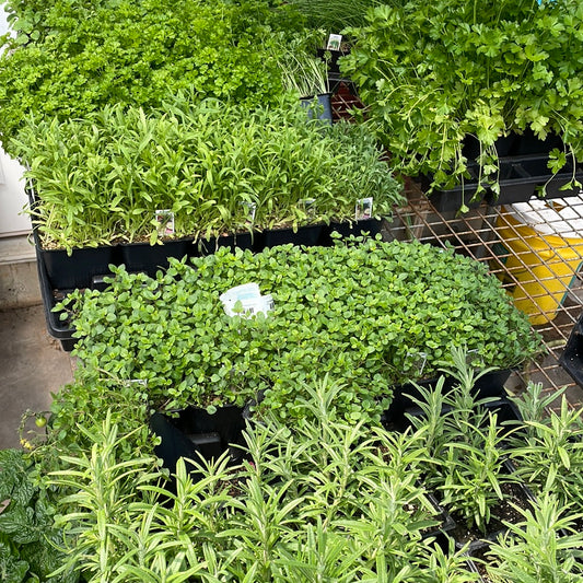 Herbs Assorted