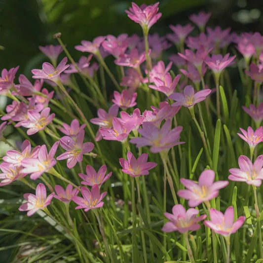 Bulbs - Rain Lily | Zephyranthes - Mixed