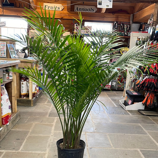 Majesty Palm | Ravenea rivularis