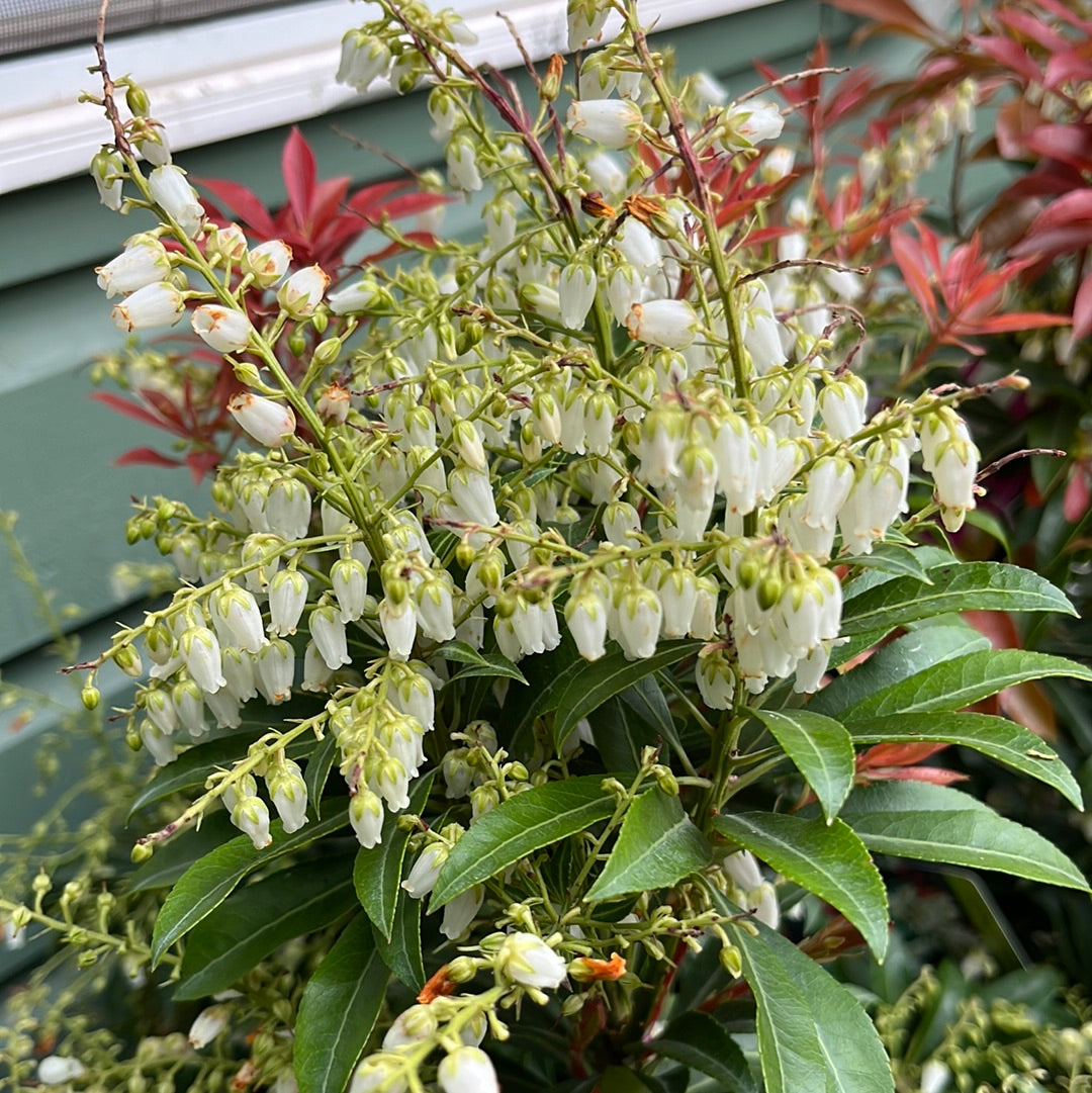 'Mountain Fire' Pieris | Pieris japonica 'Mountain Fire' – Mandy Spring ...