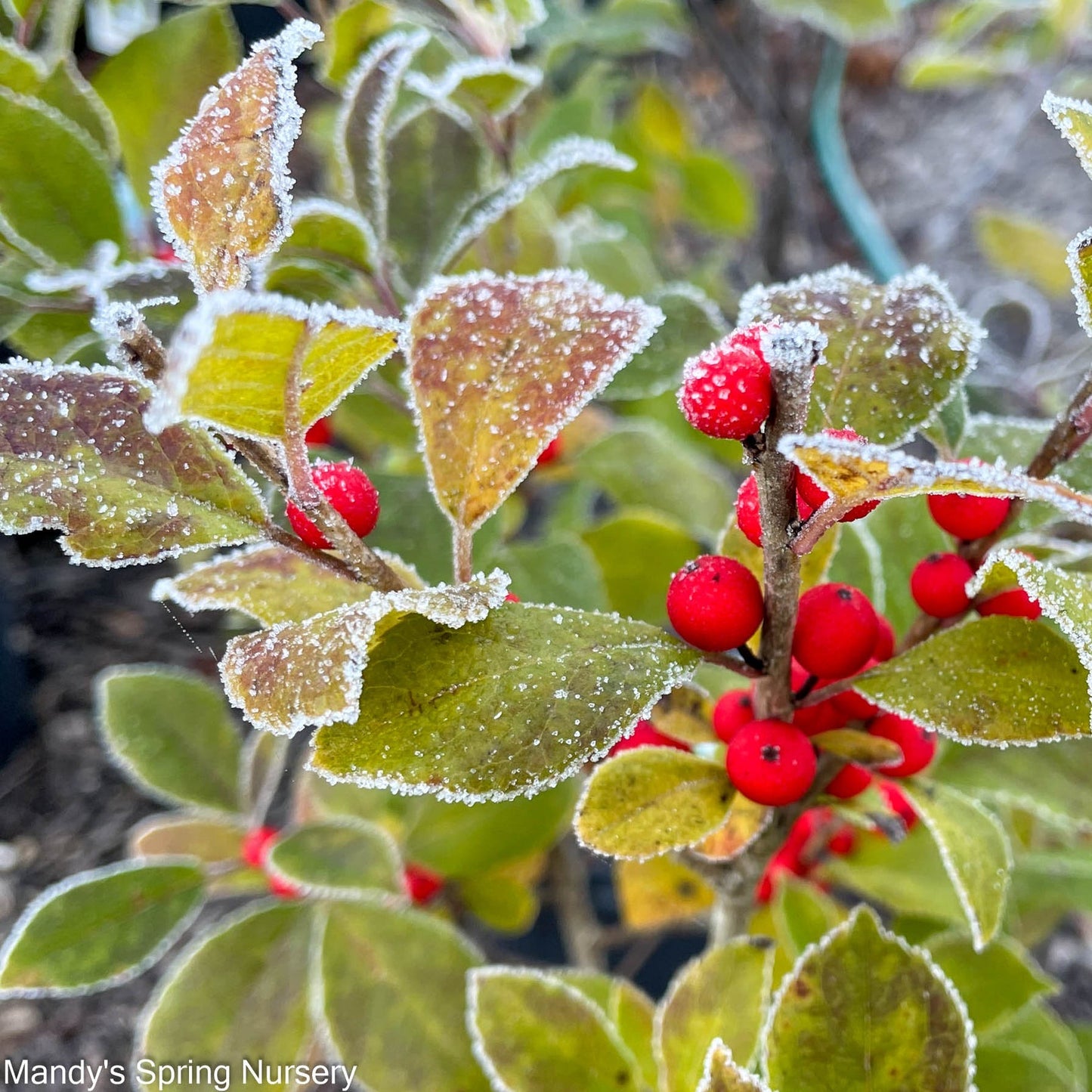 26″ Ilex Berry Spray 'Red' – McArdle's – Floral & Garden Design