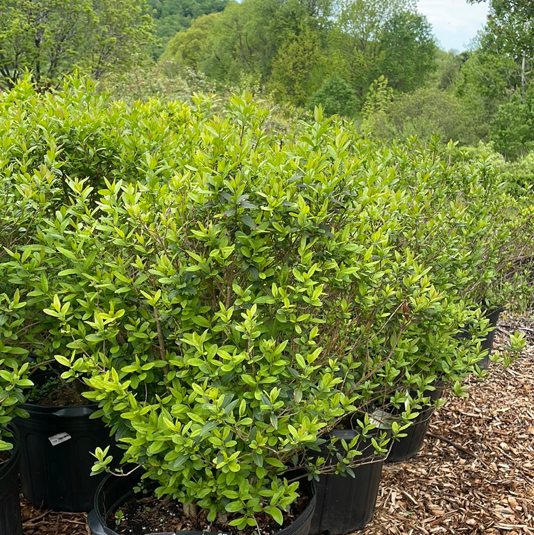 Lodense Privet Ligustrum Vulgare Mandy Spring Farm Nursery Inc lodense-privet-ligustrum-vulgare-mandy-spring-farm-nursery-inc
