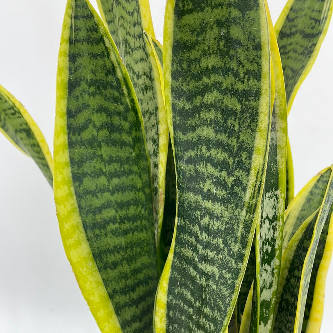 Snake Plant | Sansevieria