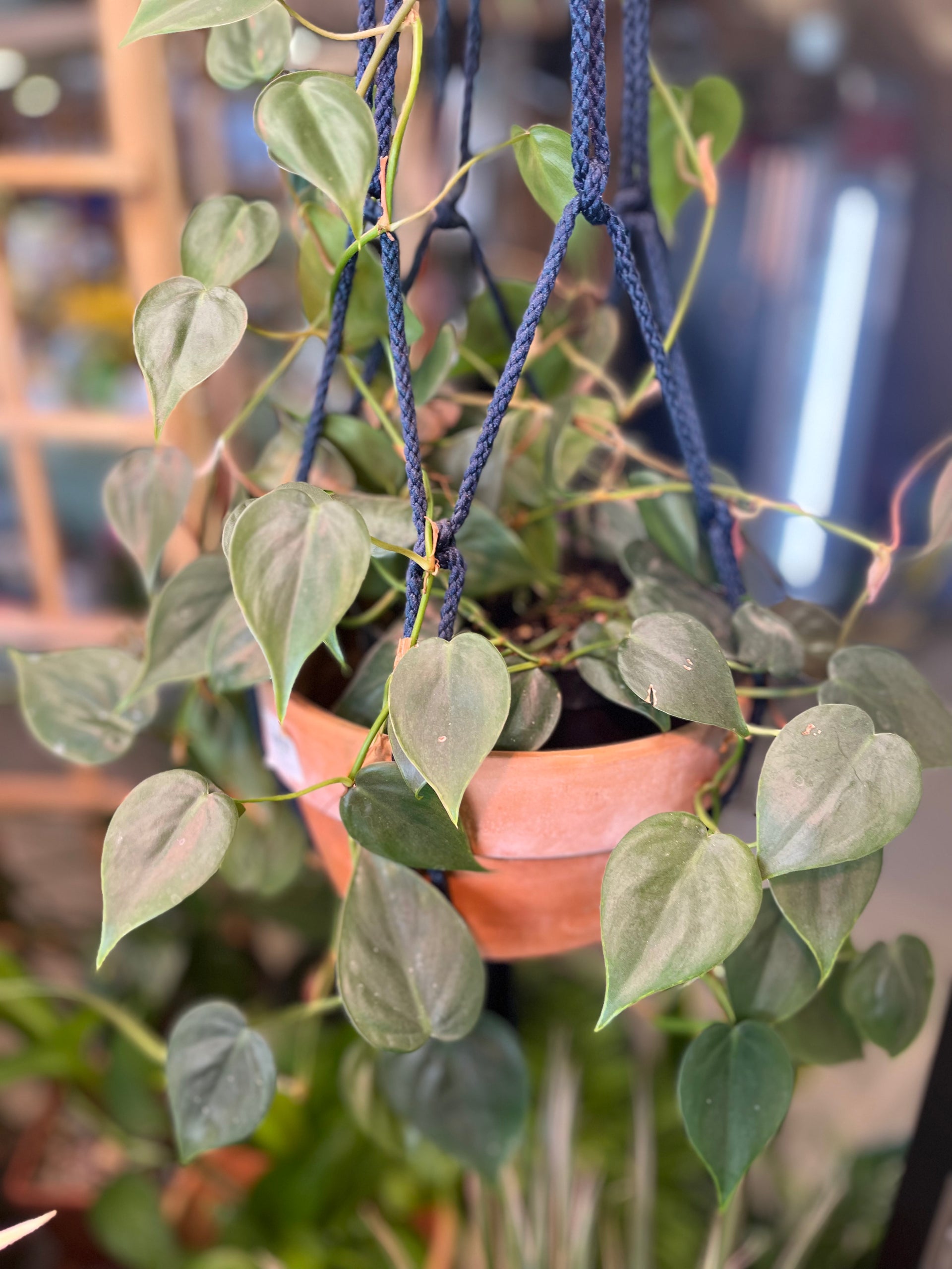 heartleaf philodendron price Heart Leaf Philodendron