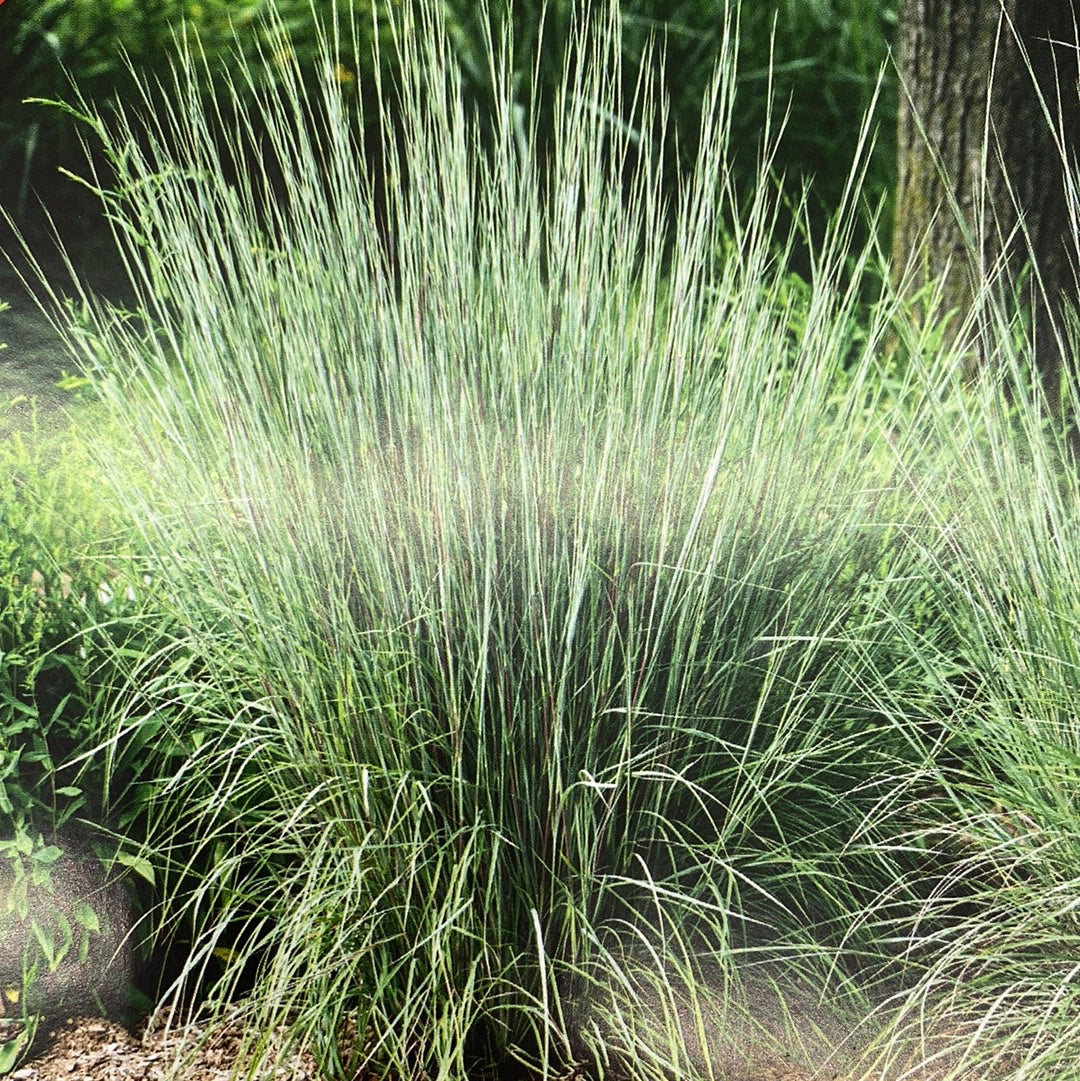 Plug - Carousel Little Bluestem Grass | Schizachyrium scoparium