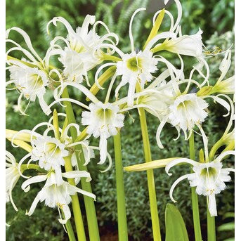 Bulbs - Peruvian Daffodil - Fetalis