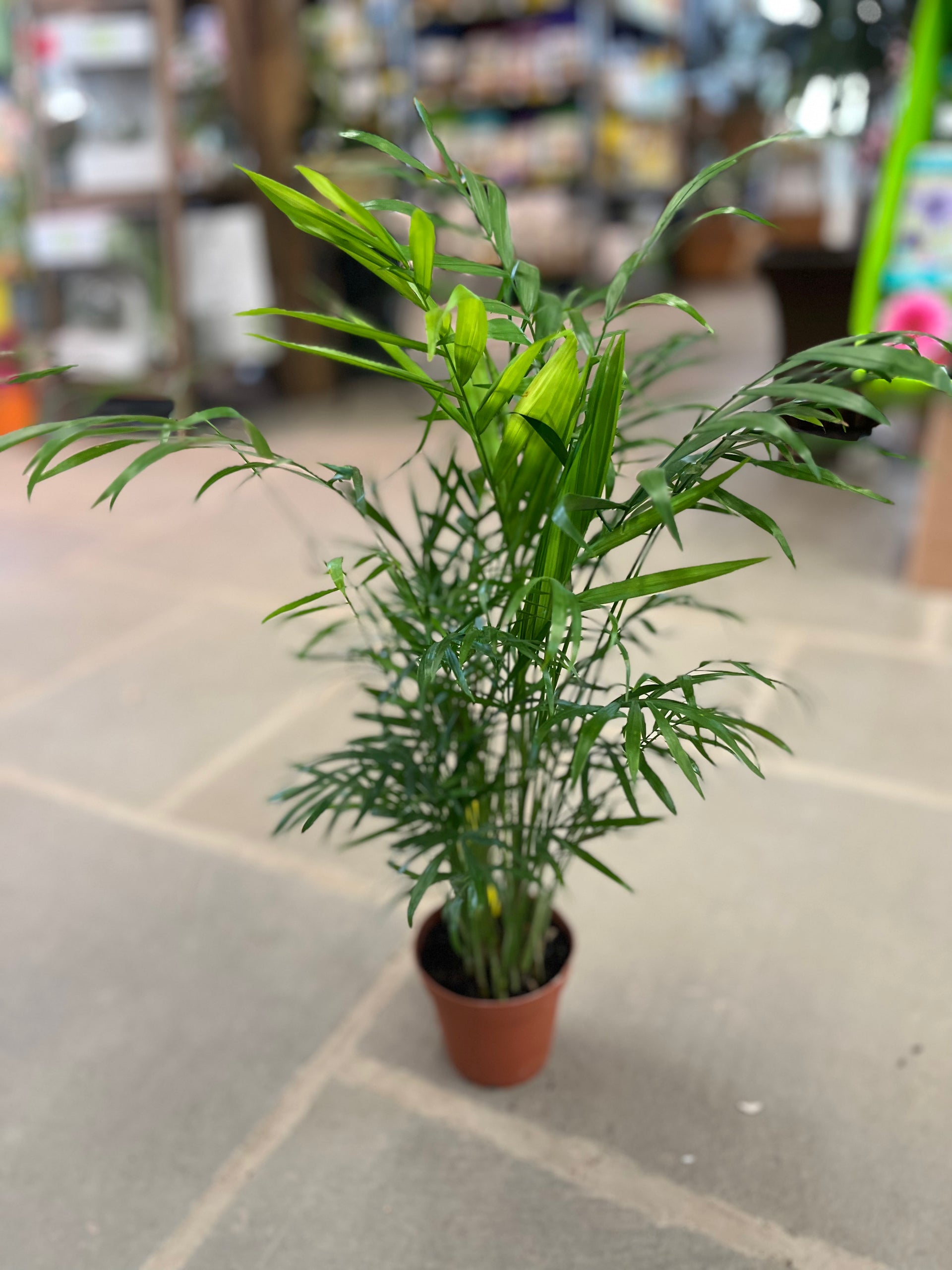 chamaedorea elegans indoor plants Parlor Palm