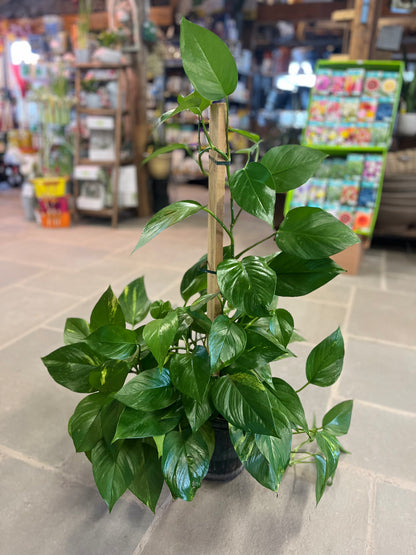 golden pothos flowering Golden Pothos