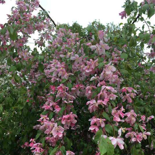 Louisa Crabapple | Malus 'Louisa'