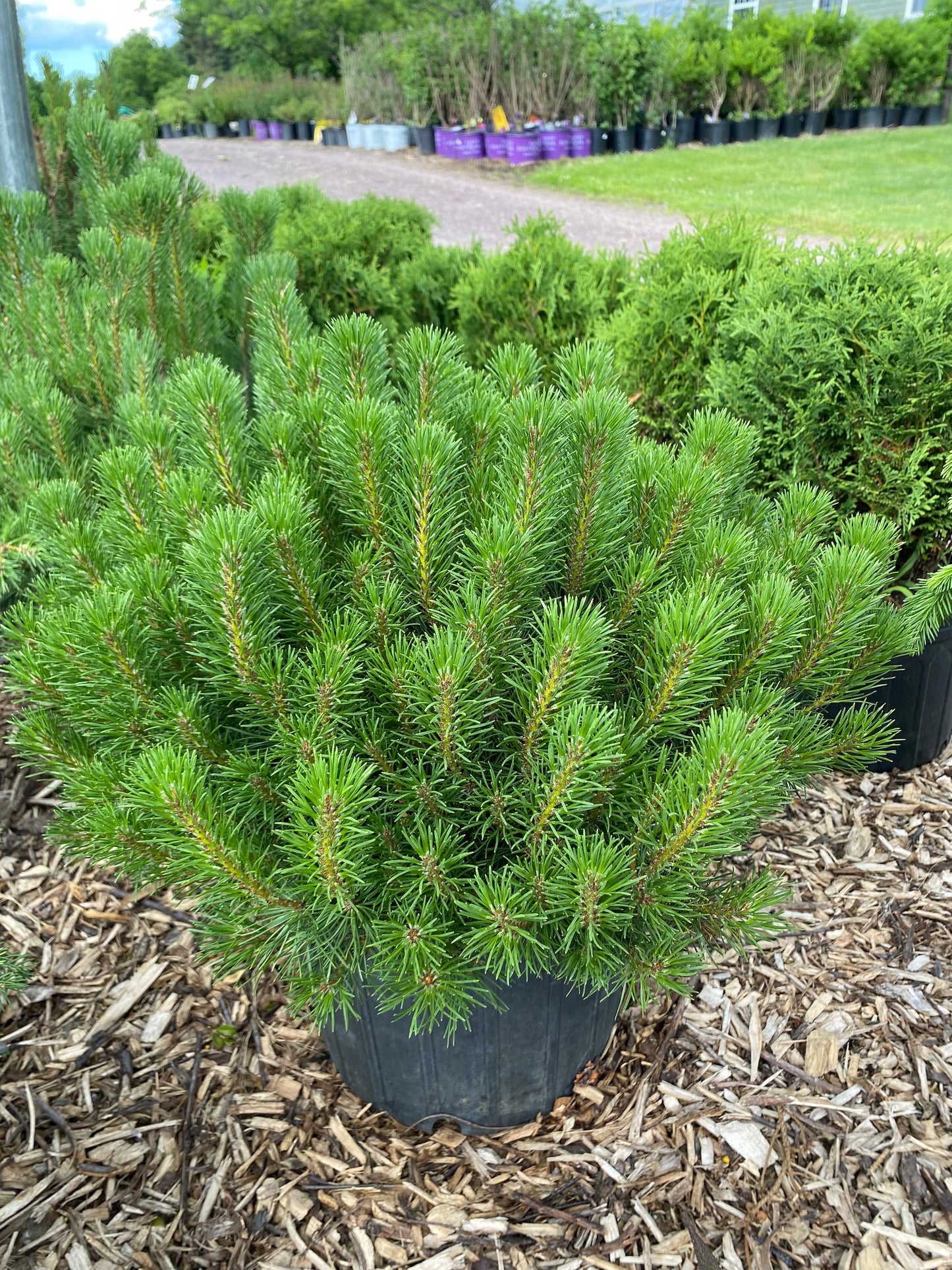 Mugo Pine | Pinus mugo pumilio