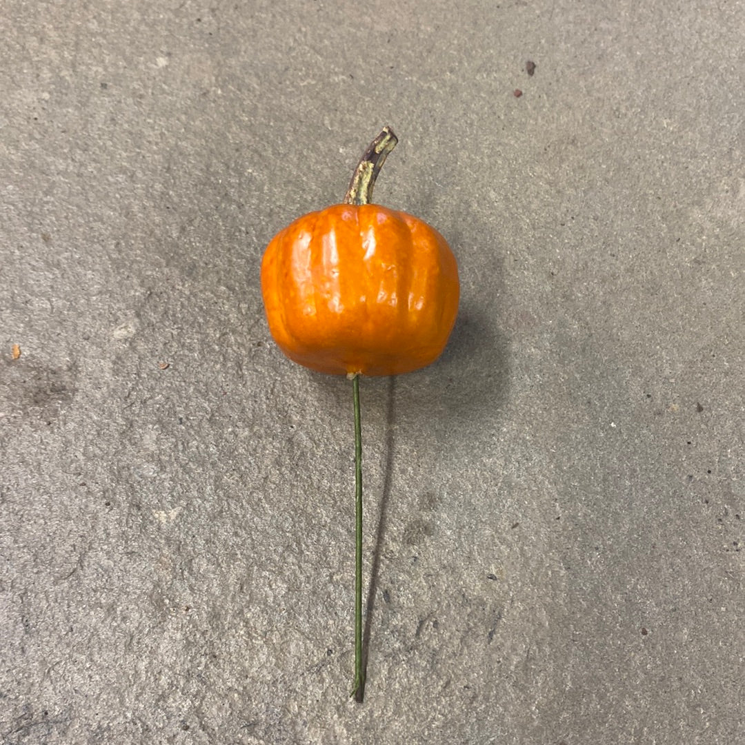Mini Pumpkin Pick