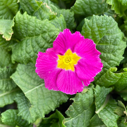 Pacific Hybrids English Primrose | Primula