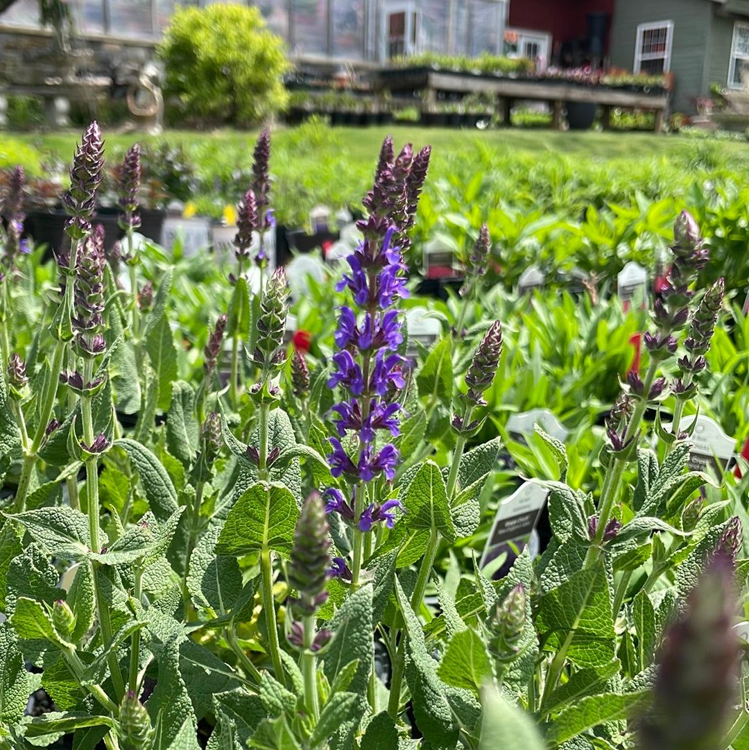 'Violet Riot' Garden Sage | Salvia nemerosa