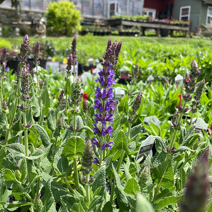 'Violet Riot' Garden Sage | Salvia nemerosa