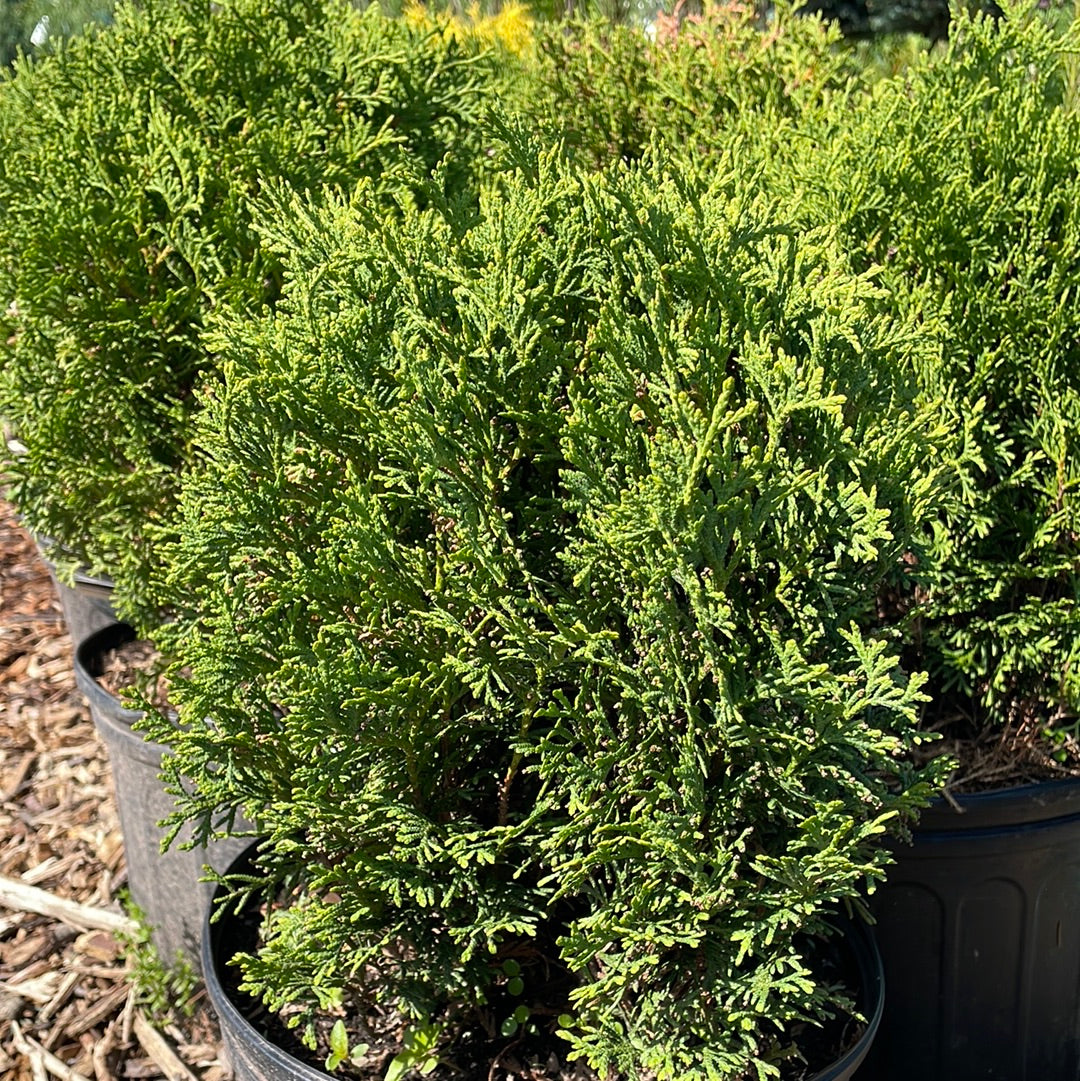 Hetz Midget Arborvitae | Thuja occidentalis – Mandy Spring Farm Nursery ...