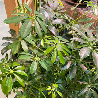 schefflera arboricola dogs Umbrella Tree