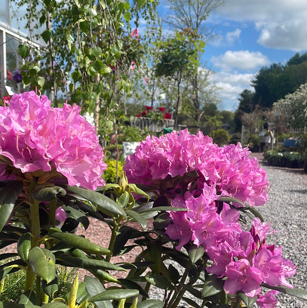 Maximum Independence Rhododendron | Rhododendron 'Maximum Independence’