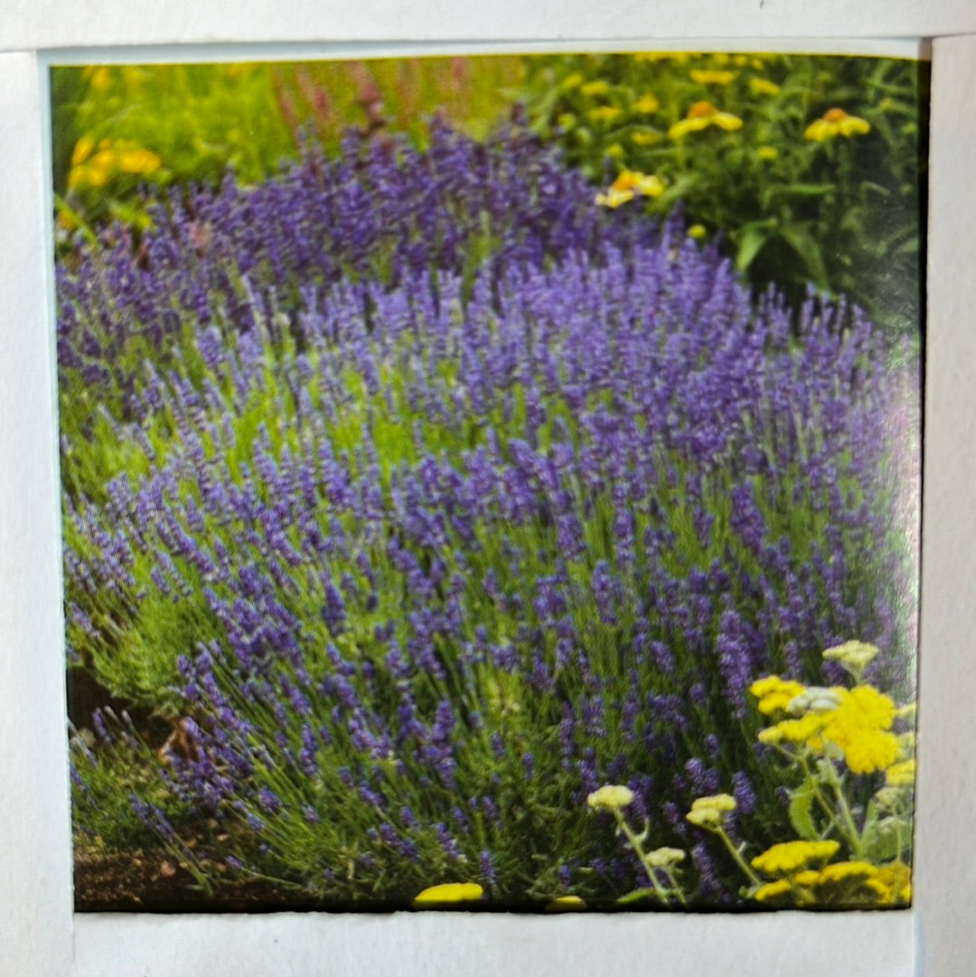 Hidcote Lavender| Lavandula angustifolia