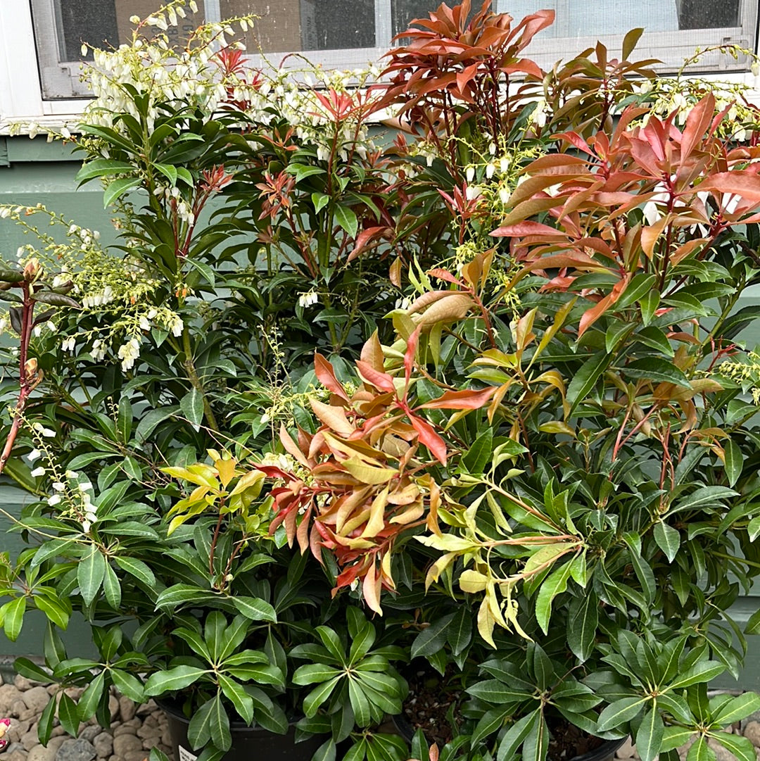 'Mountain Fire' Pieris | Pieris japonica 'Mountain Fire' – Mandy Spring ...
