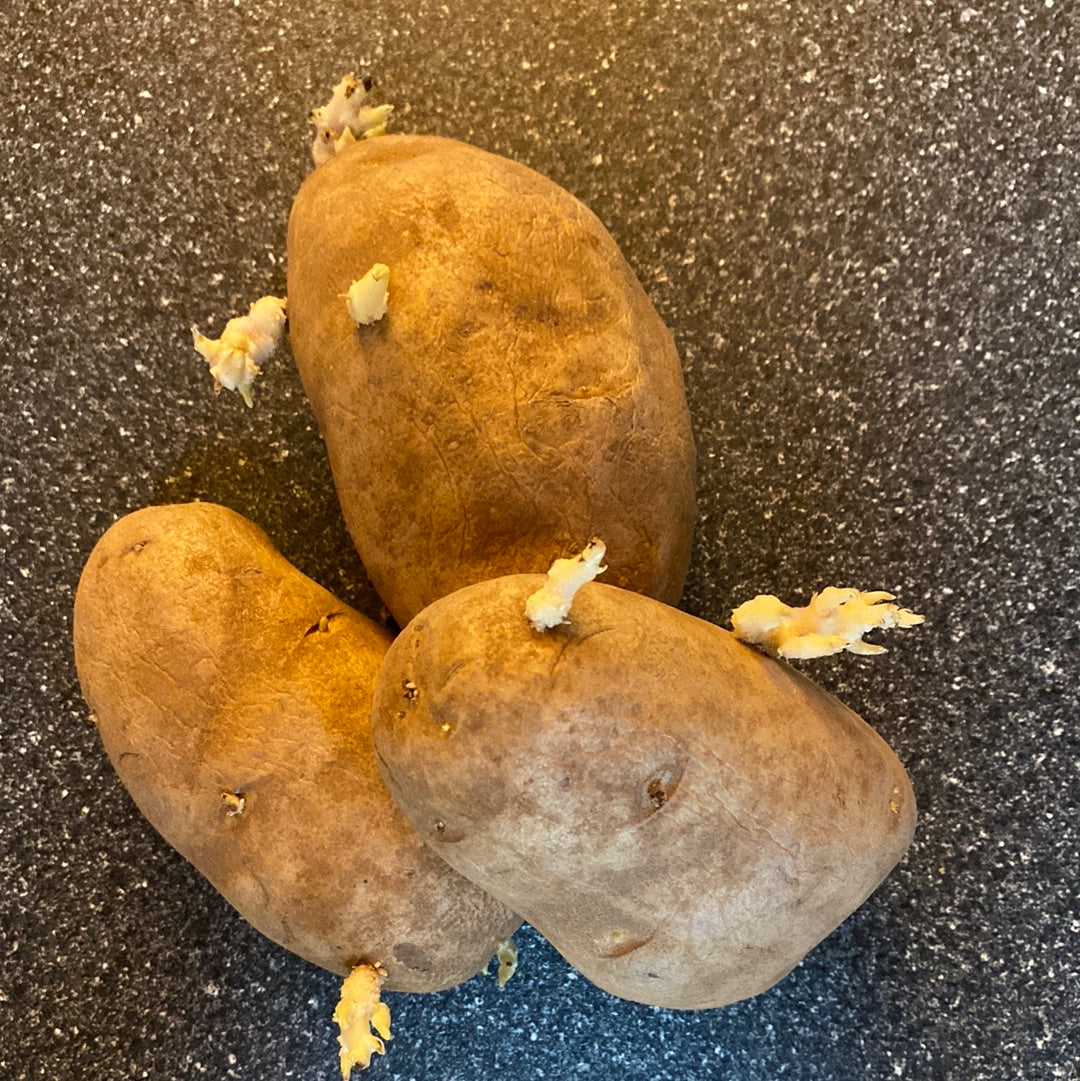 Seed Potato - Russet Burbank - 5 Seeds