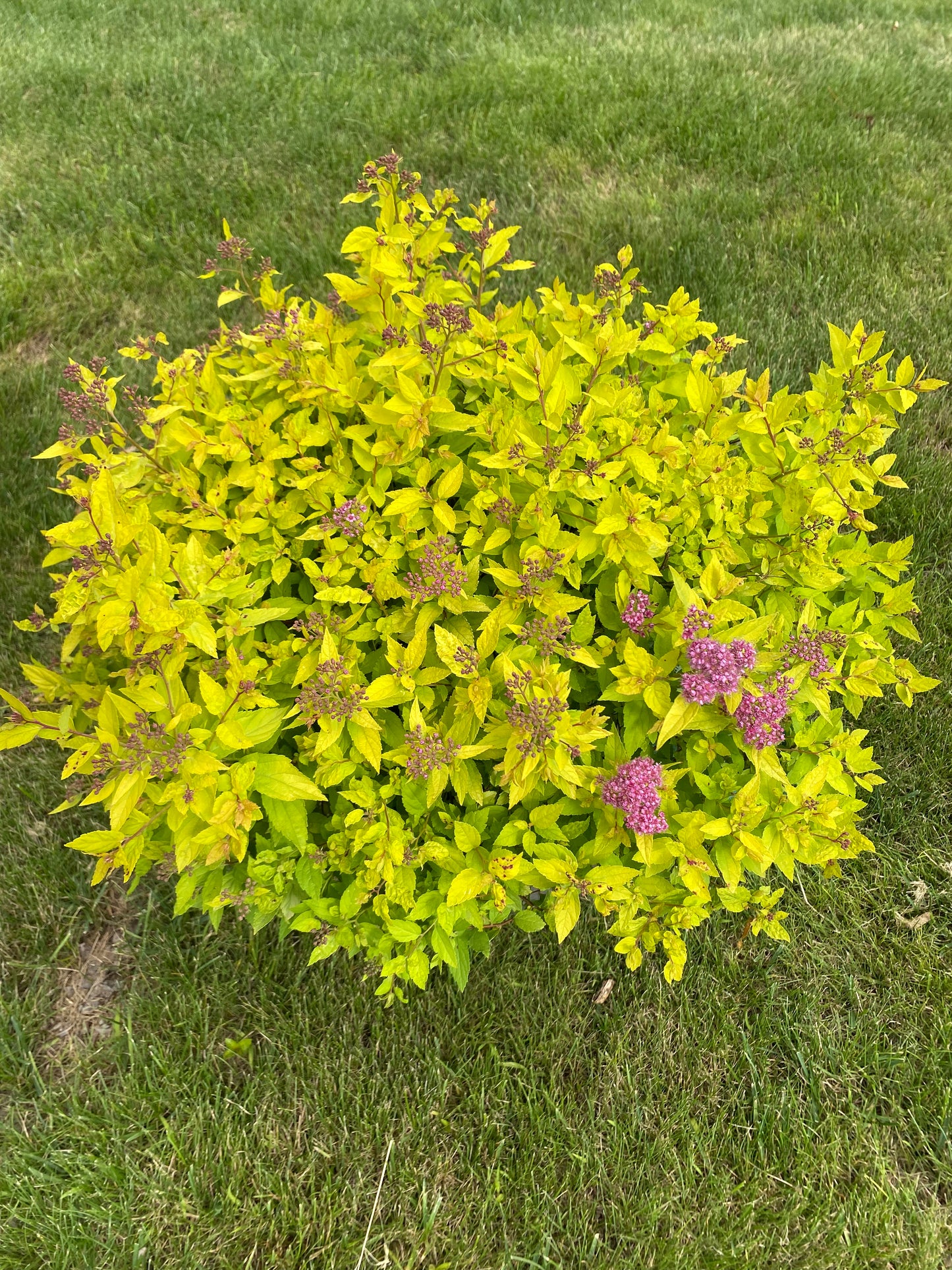 Goldmound Spirea | Spiraea