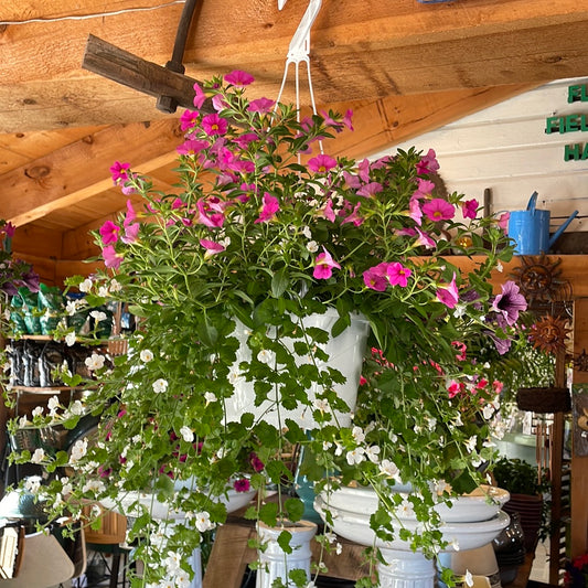 Hanging Baskets -Assorted Annual