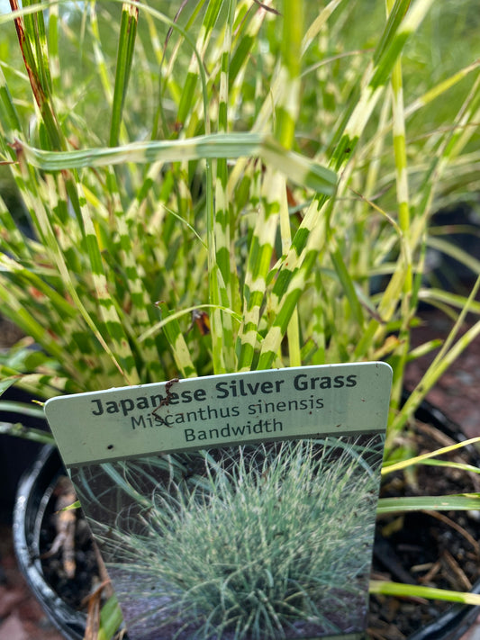Bandwidth Japanese Stargrass | Miscanthus sinensis