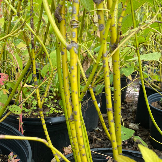 Yellow Twig Dogwood | Cornus sericea
