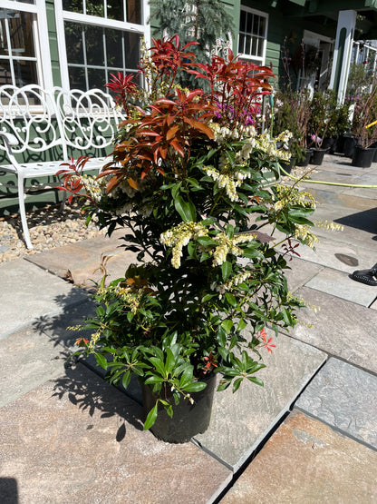 'Mountain Fire' Pieris | Pieris japonica 'Mountain Fire'