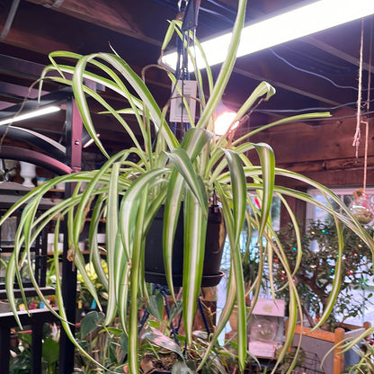 spider plant price in nursery Chlorophytum comosum ‘Variegated Bonnie Spider Plant’ 8" Hanging Basket