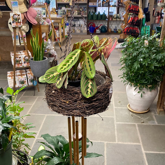 Hanging Basket - Brown - Bamboo Windchimes