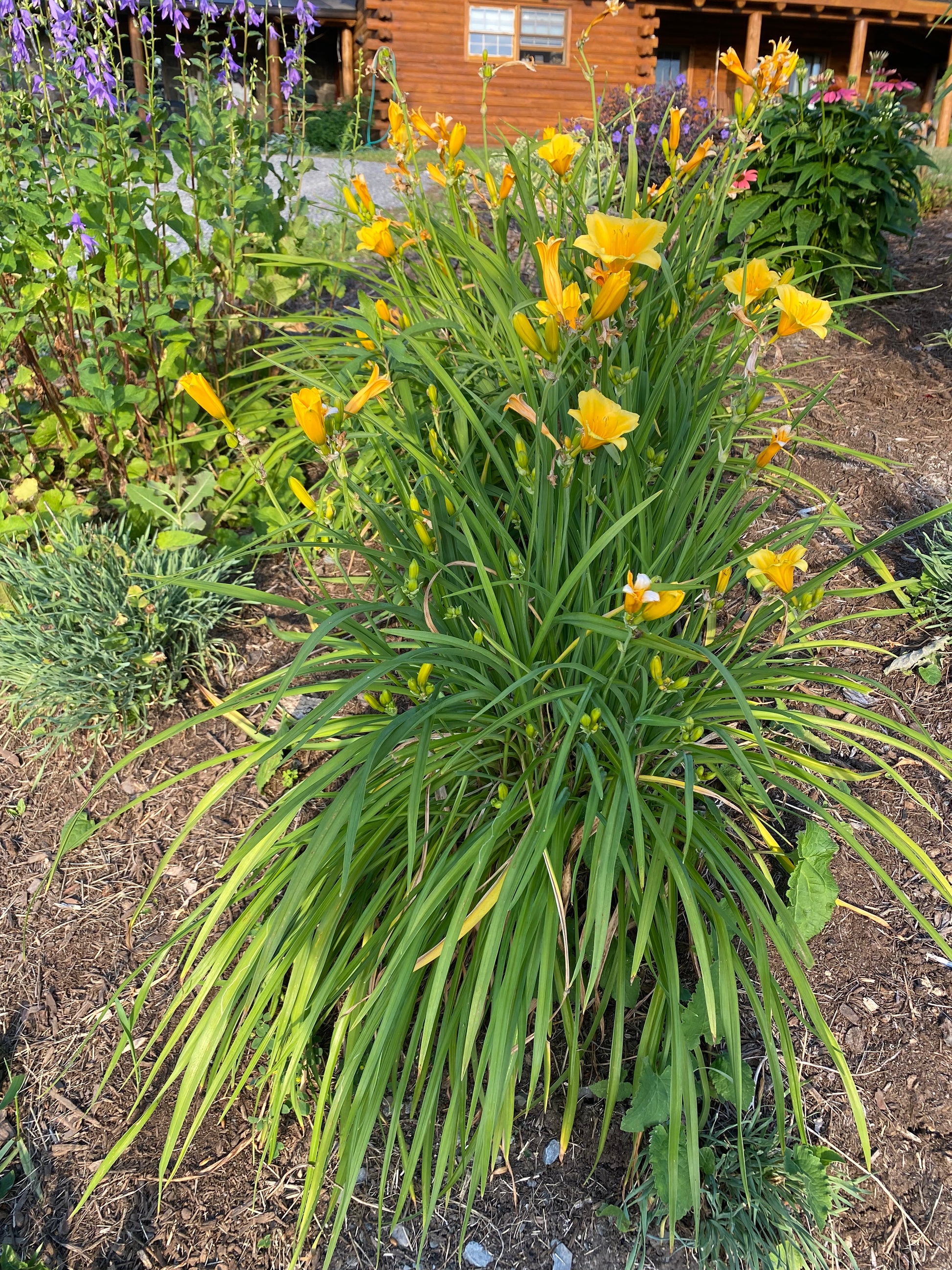 Stella de Oro Daylily | Hemerocallis – Mandy Spring Farm Nursery, Inc. Stella de Oro Daylily | Hemerocallis – Mandy Spring Farm Nursery, Inc.