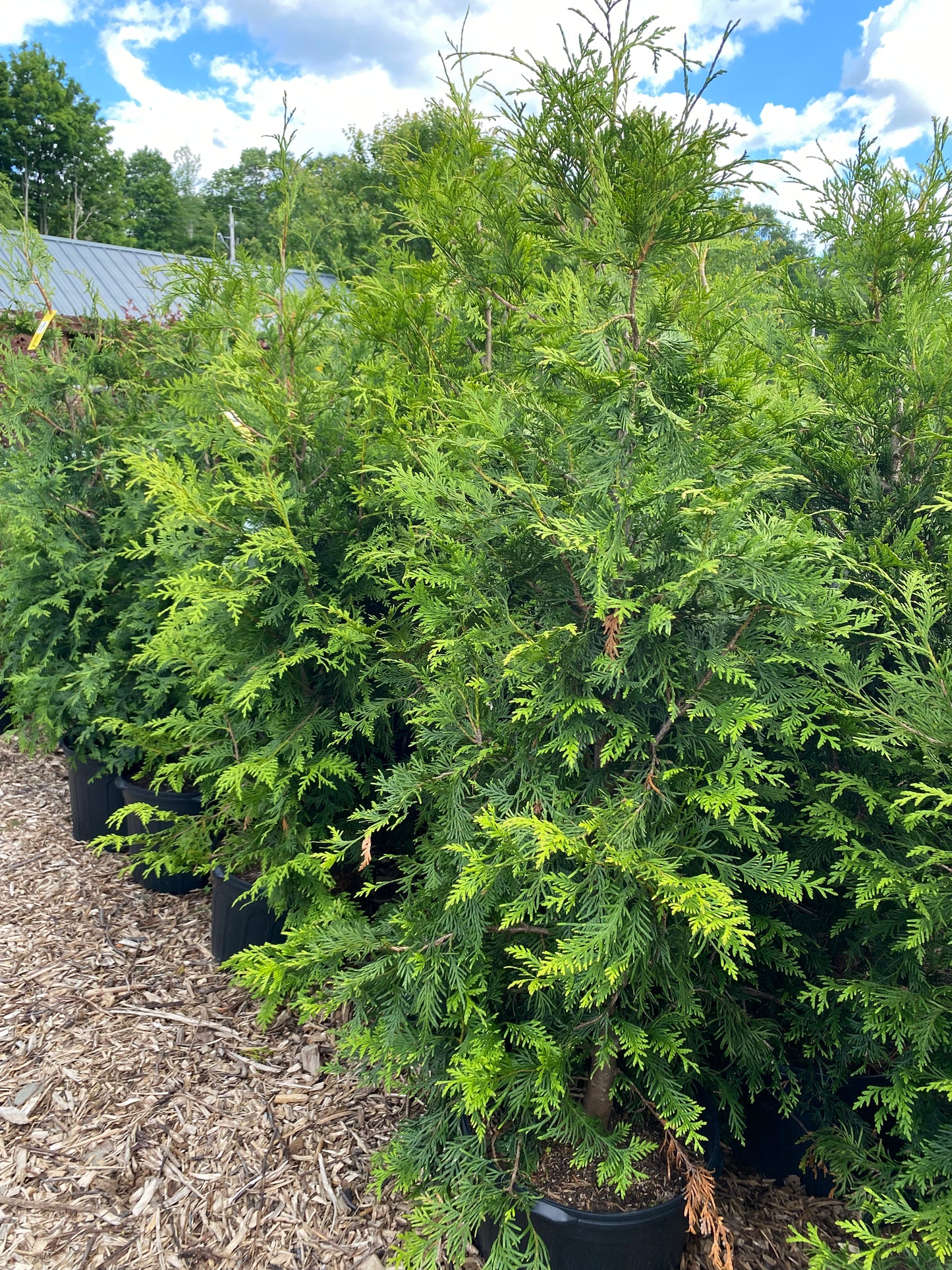 Green Giant Arborvitae | Thuja plicata red cedar ‘Green Giant’
