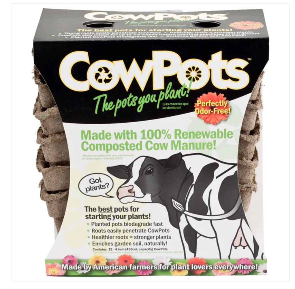 Cow Pots - Pack of 12