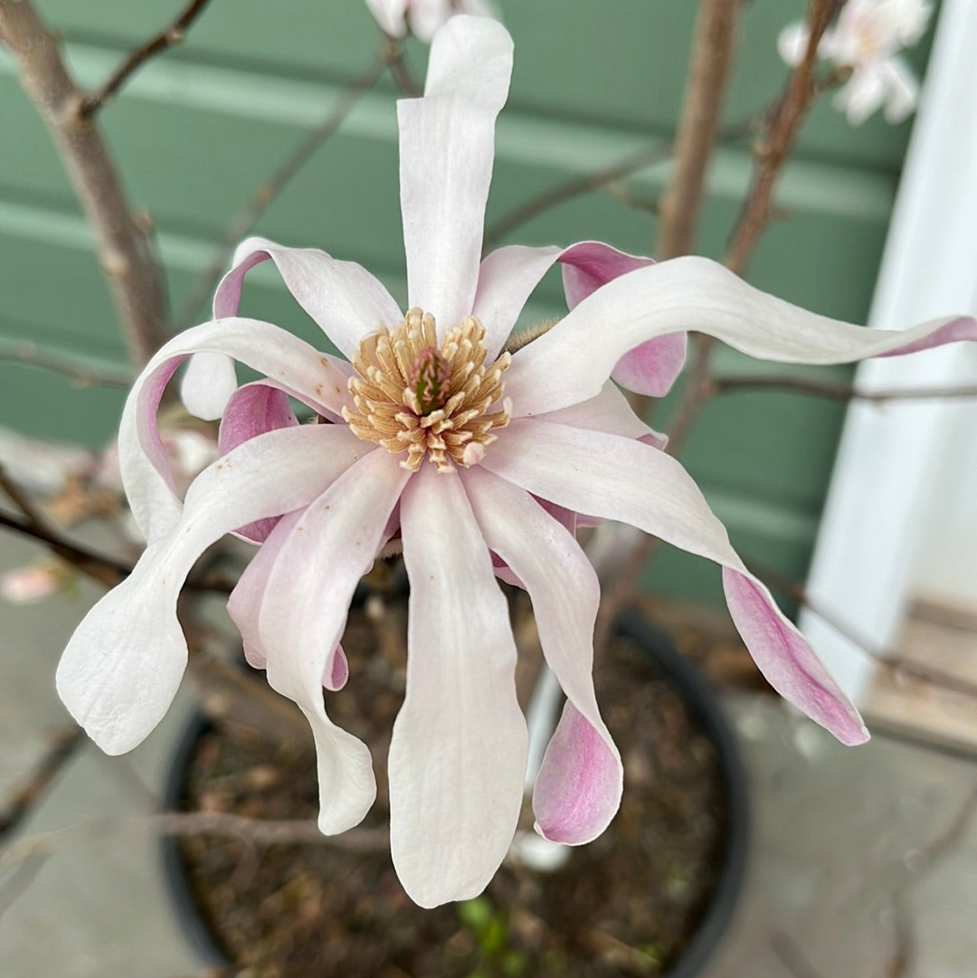 'Leonard Messel' Magnolia | Magnolia x loebneri 'Leonard Messel'