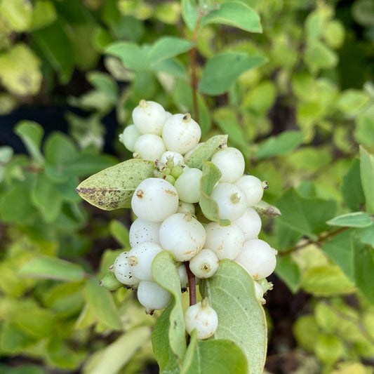 White Snowberry | Symphoricarpos albus