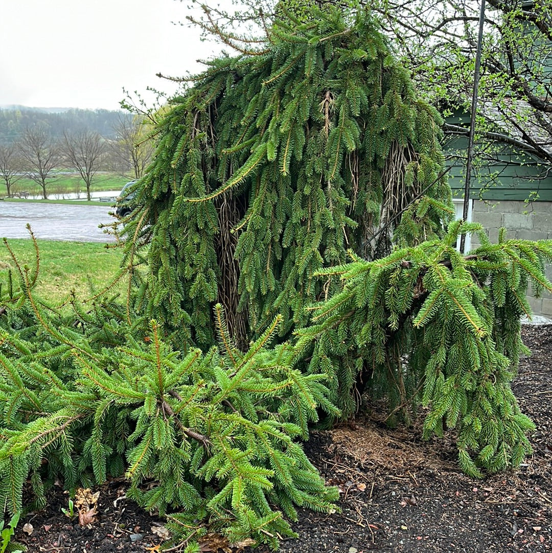 Weeping Norway Spruce | Picea abies pendula