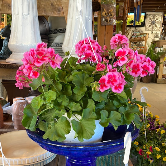 Hanging Baskets -Assorted Annual