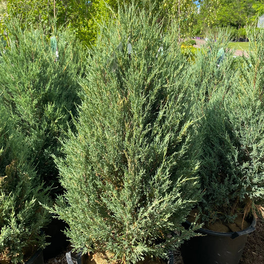 Mountbatten Juniper | Juniperus chinensis 'Mountbatten'