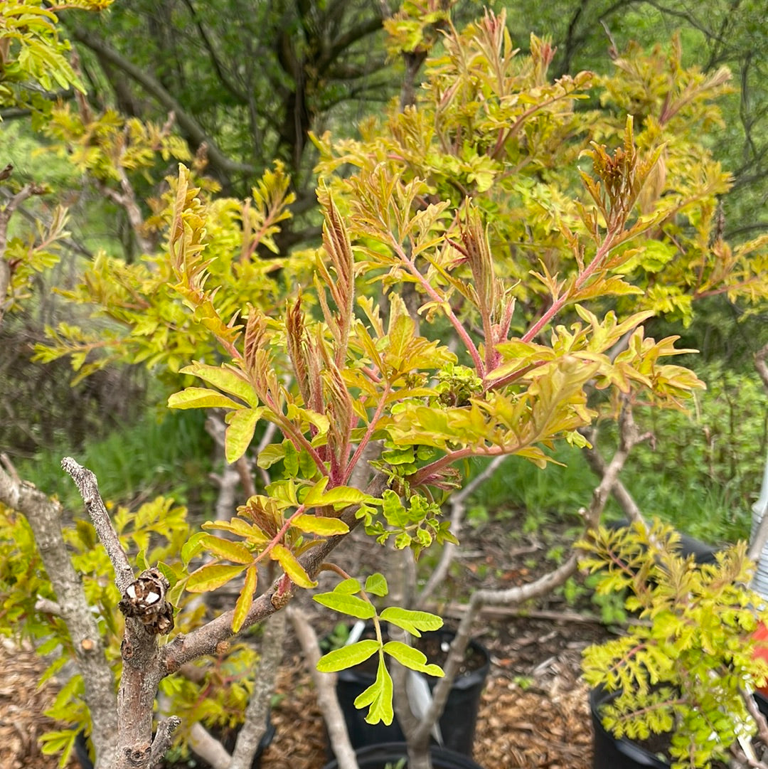 Cutleaf Sumac Tree Tiger Eyes Cutleaf Staghorn Sumac | Rhus typhina – Mandy Spring Farm ...